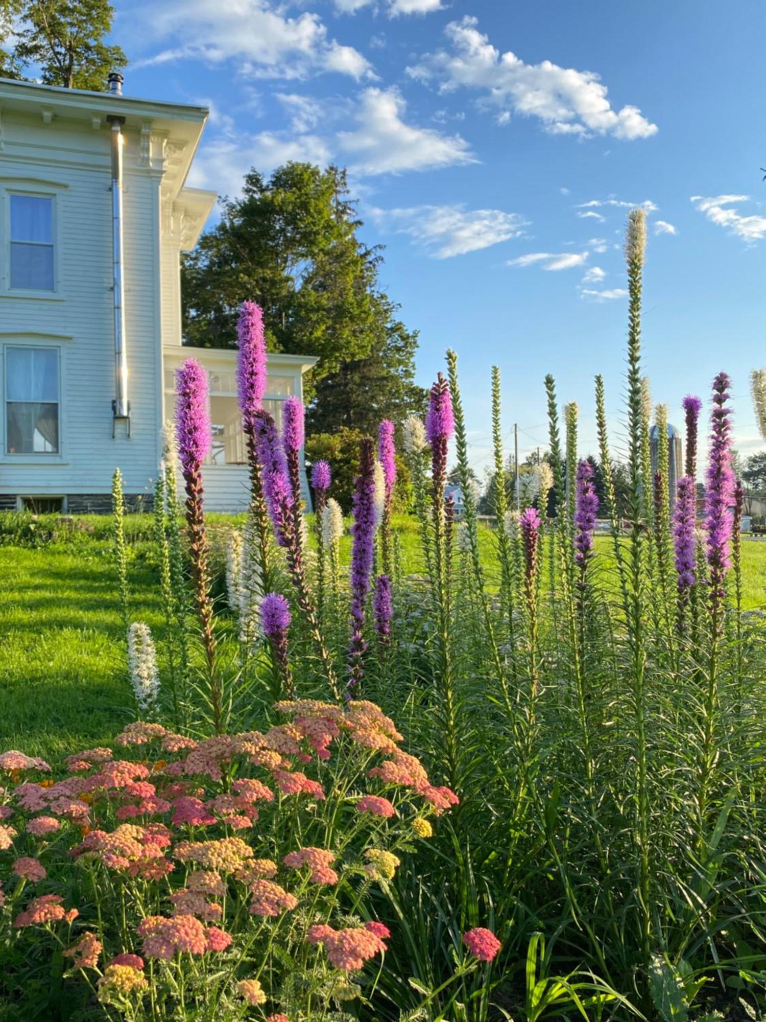 Bloom Farm Guesthouse Mount Vision Exterior foto